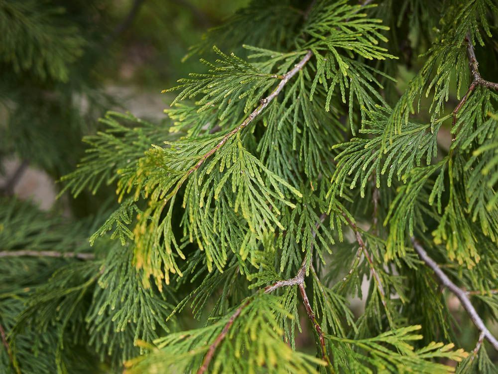 【PURE PLANT】純天然植物精油 (雪松柏)