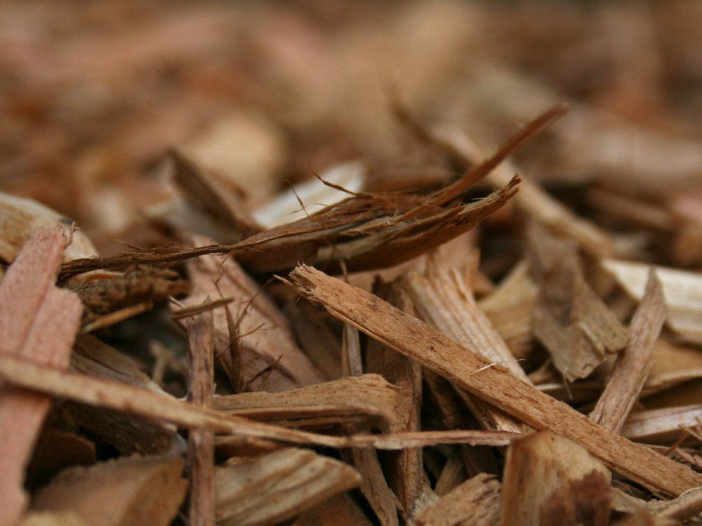 【PURE PLANT】純天然植物精油 (雪松)