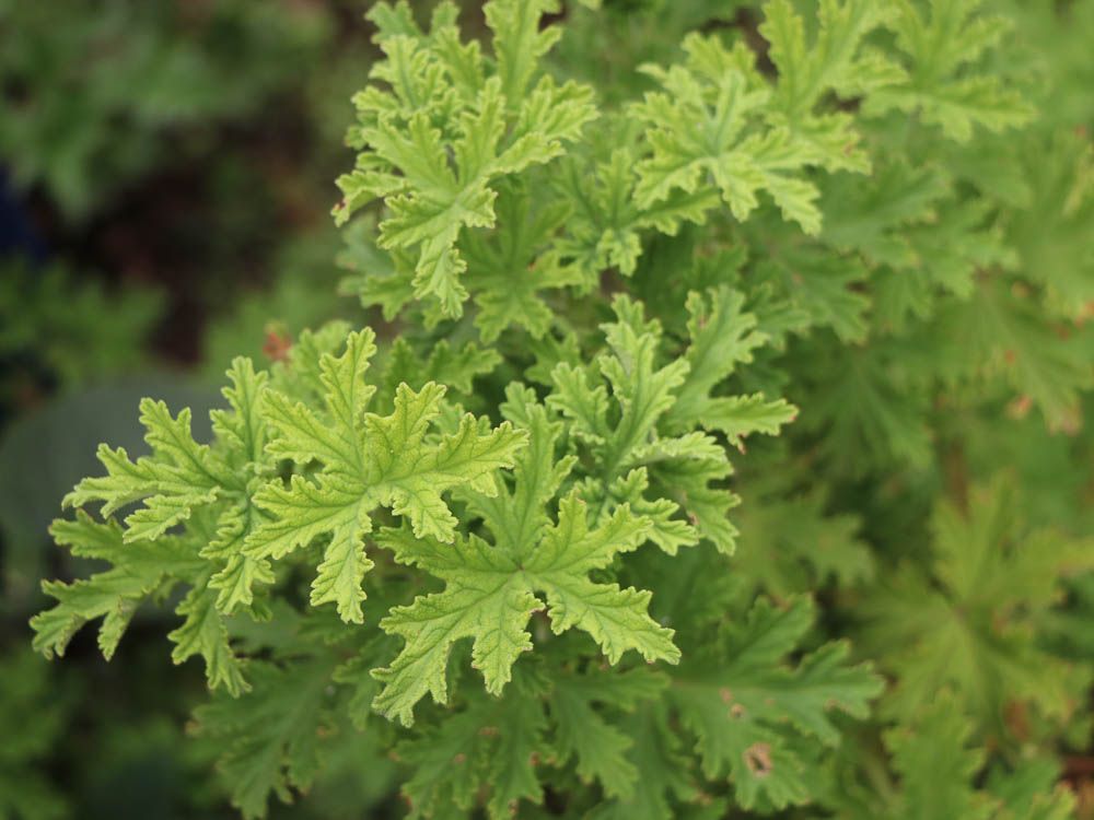 【PURE PLANT】純天然植物精油 (香茅)