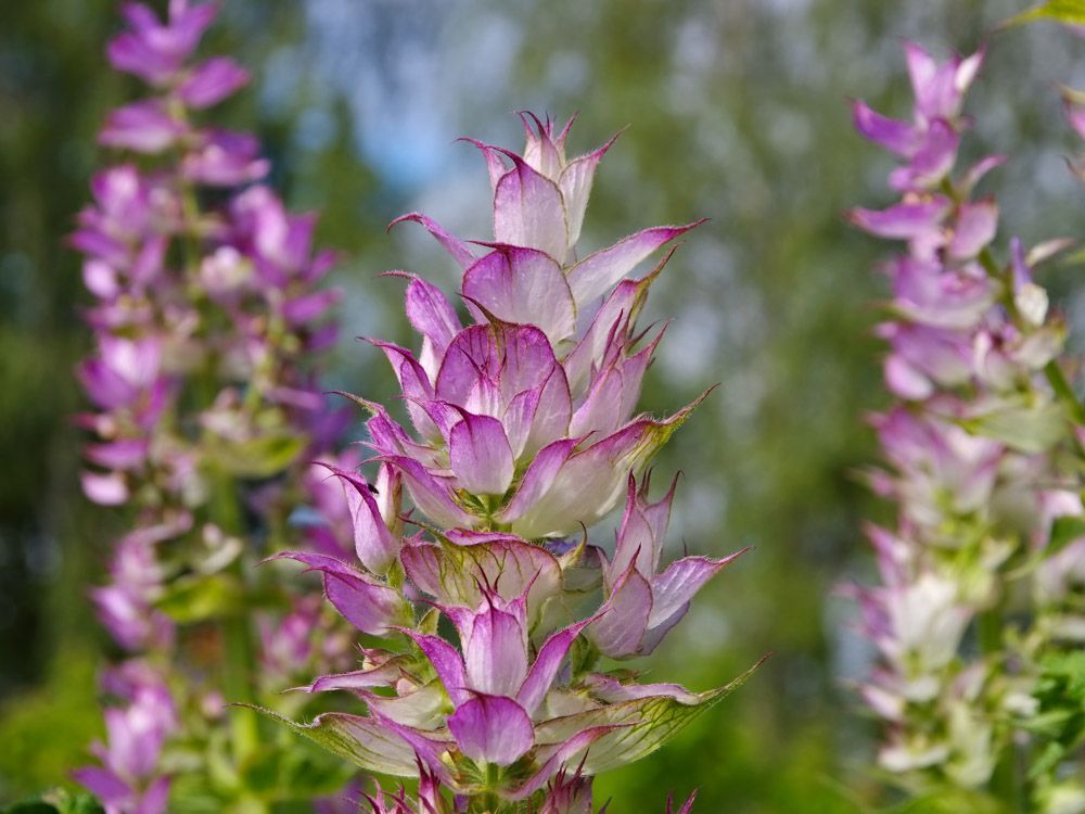 【PURE PLANT】純天然植物精油 (快樂鼠尾草)