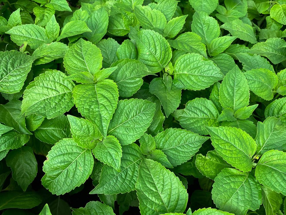 【PURE PLANT】純天然植物精油 (丁香羅勒)