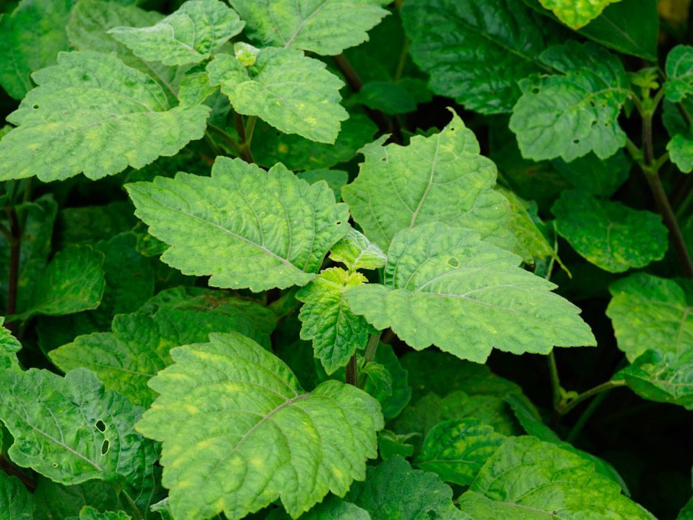 【PURE PLANT】純天然植物精油 (廣藿香)