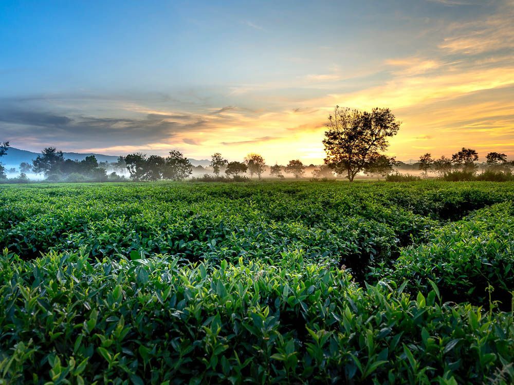 【PURE PLANT】純天然植物精油 (茶樹)