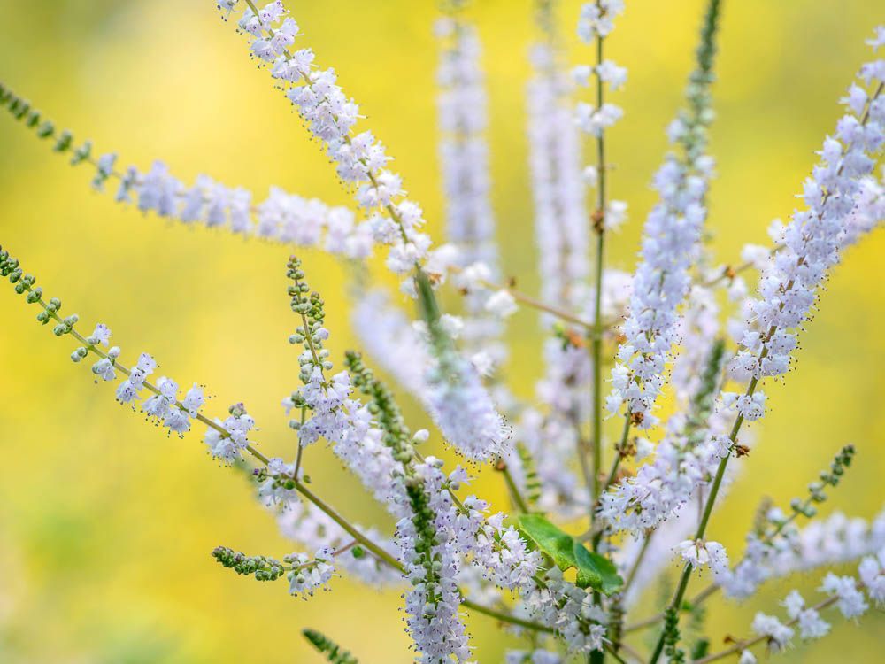 【PURE PLANT】純天然植物精油 (白麝香)