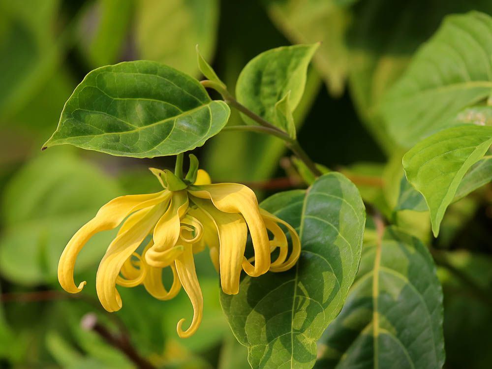 【PURE PLANT】純天然植物精油 (伊蘭伊蘭)