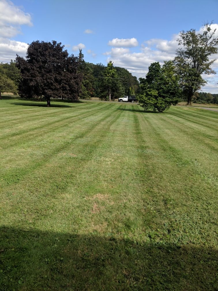 A lush green lawn with trees in the background on a sunny day.