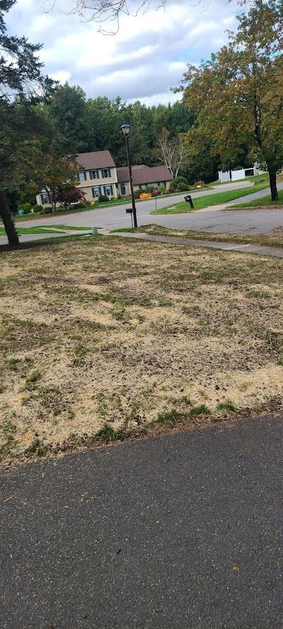 There is a lot of grass on the side of the road.