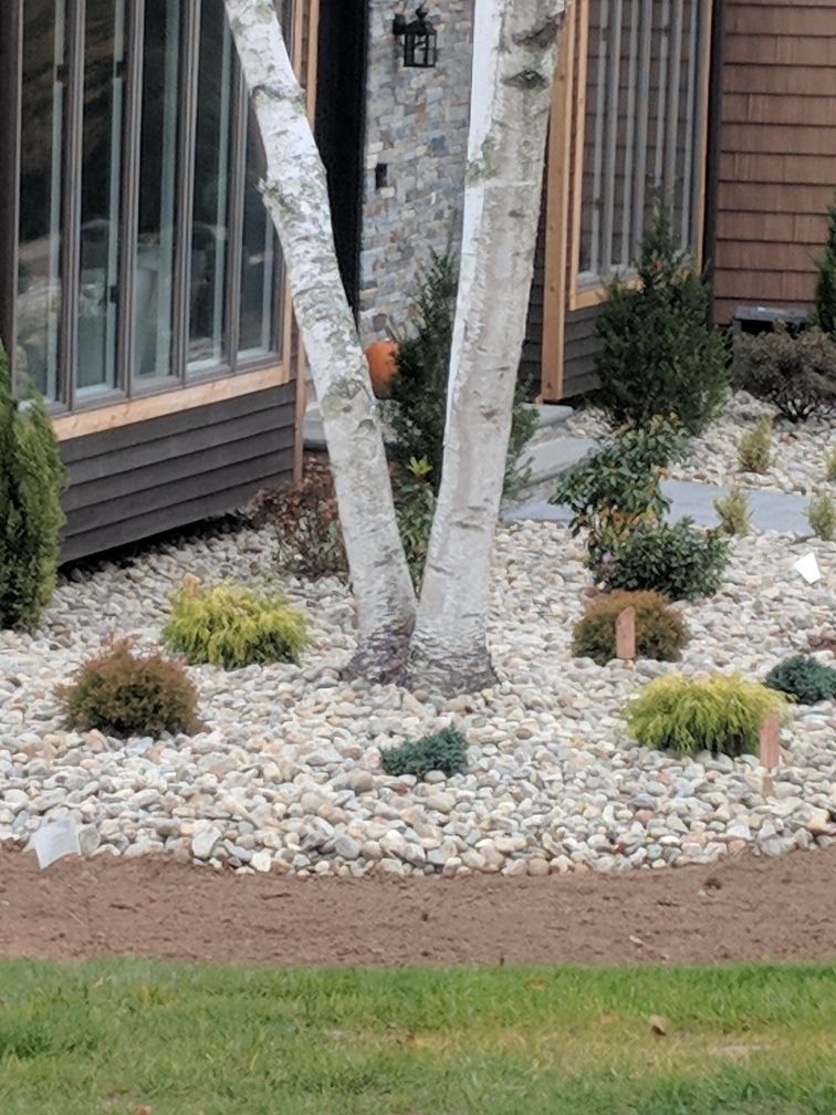 A tree in a rock garden in front of a house