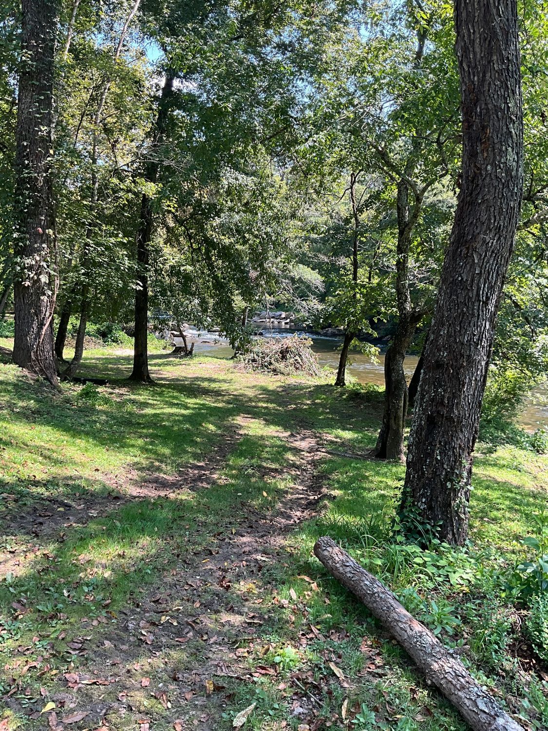 Grassy path through trees leads to a river. Sunny, green foliage, brown log in foreground.