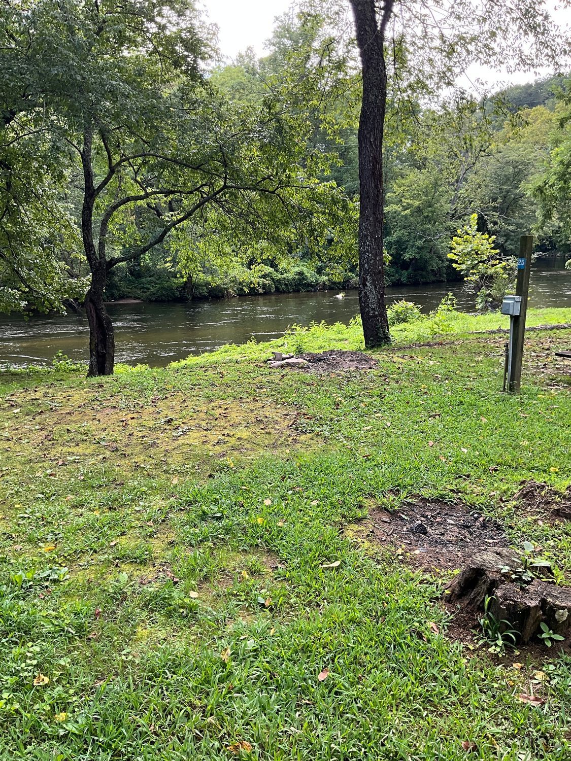 Grassy bank with trees leading to a river, overcast sky.