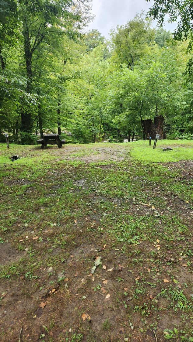 Grassy campsite with a picnic table under green trees on a cloudy day.