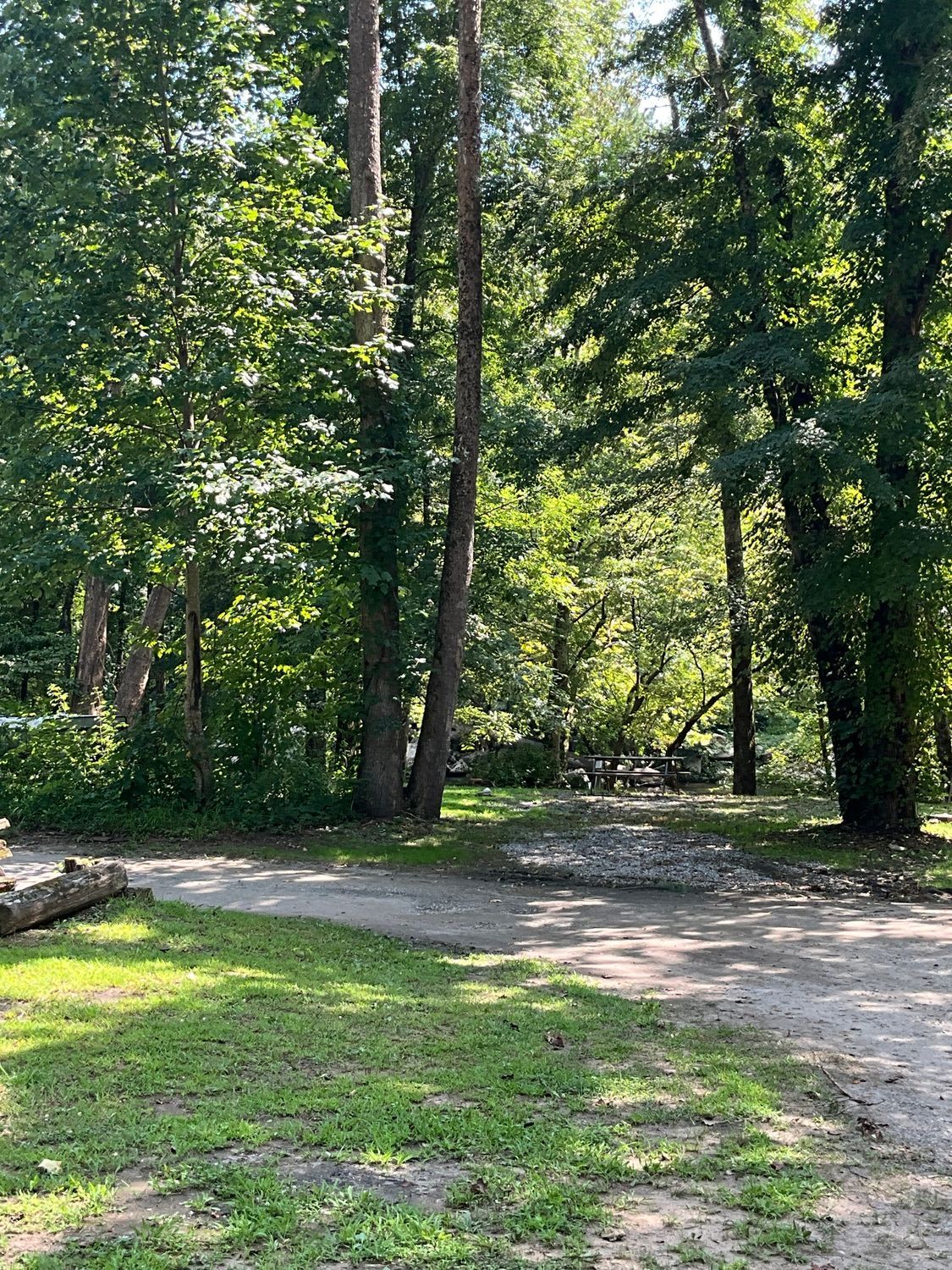 Gravel path leads to picnic tables in a sunny, green forest.