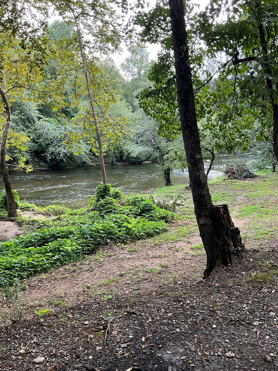 A river winds through a lush green forest. A tree stump sits in the foreground.