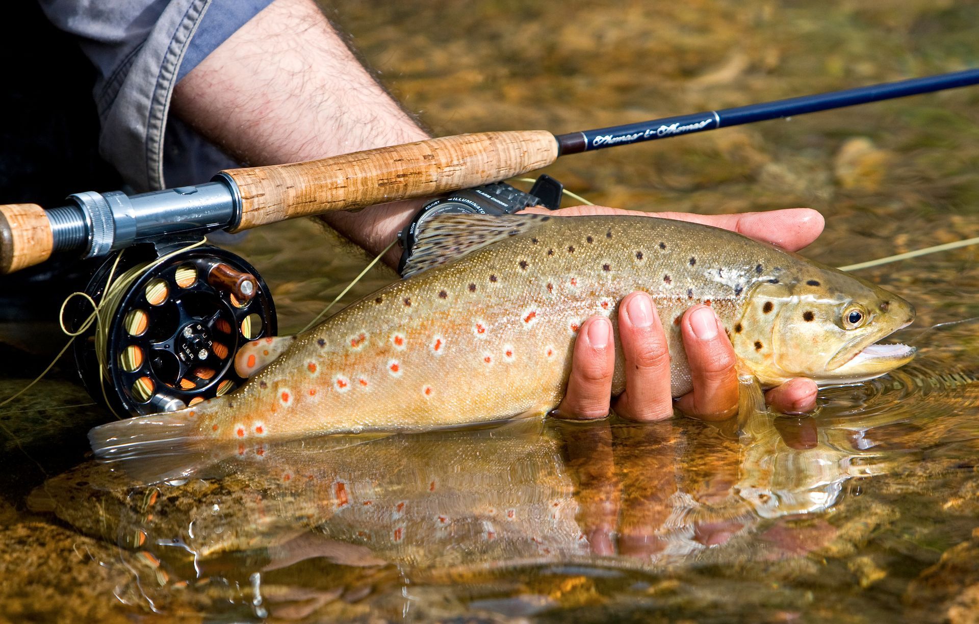 Angler holding a brown trout in a stream; fishing rod, reel, and water visible.