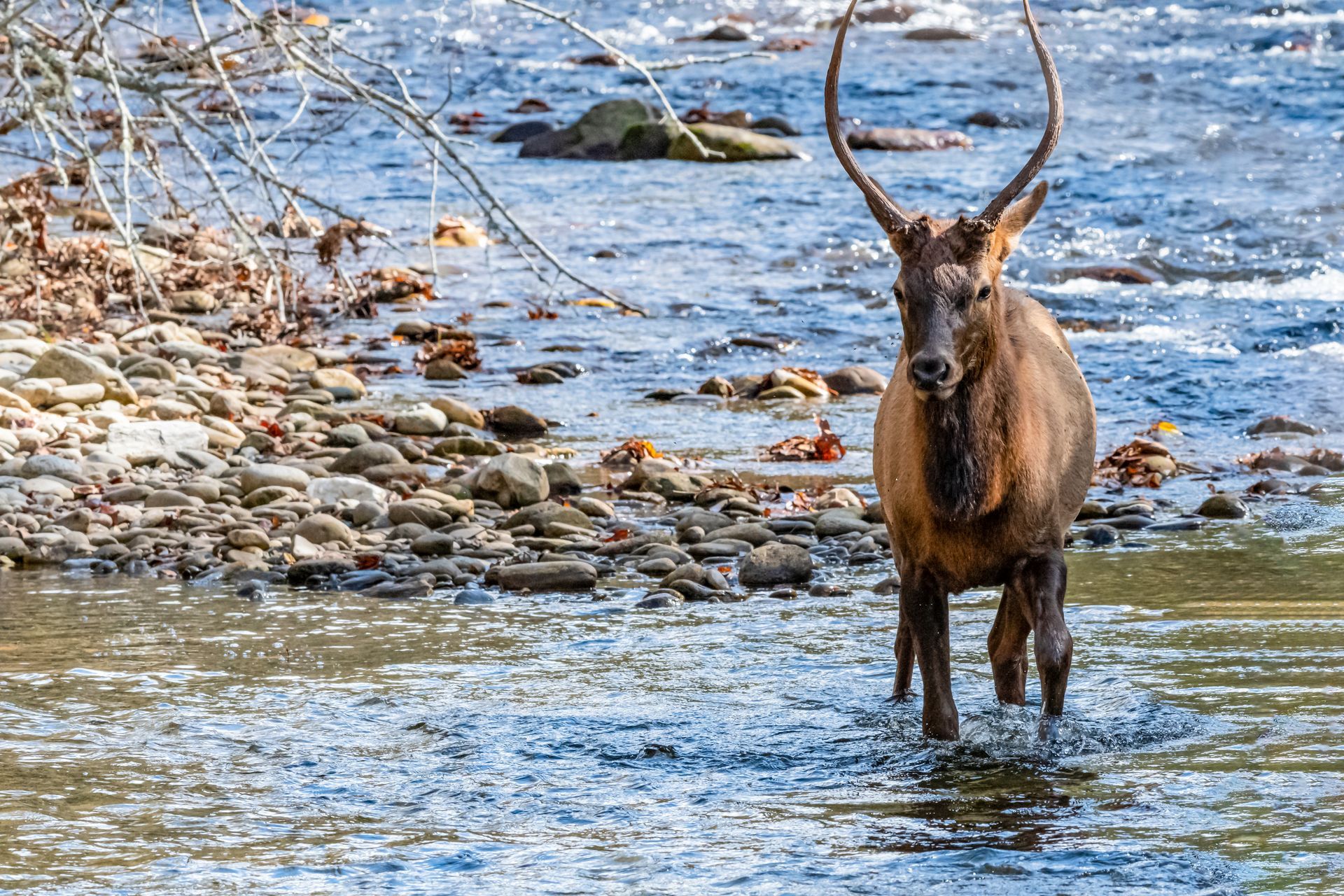 Elk standing in a river, brown fur, large antlers, looking at the viewer. Water and rocky shore in background.