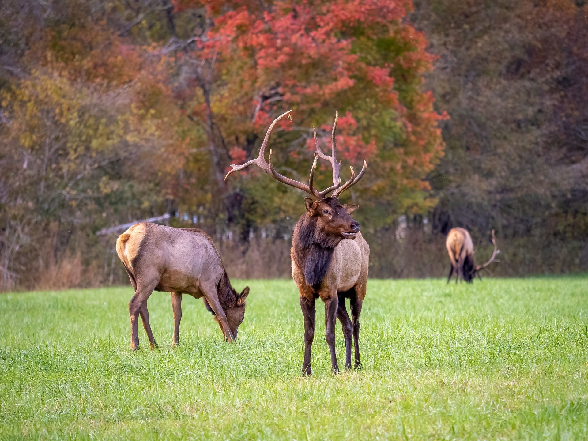 Elk grazing in a grassy field with fall foliage in the background; one has large antlers.