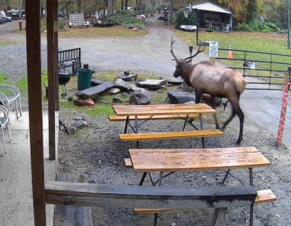 An elk walks past picnic tables at an outdoor space with trees and a building in the background.
