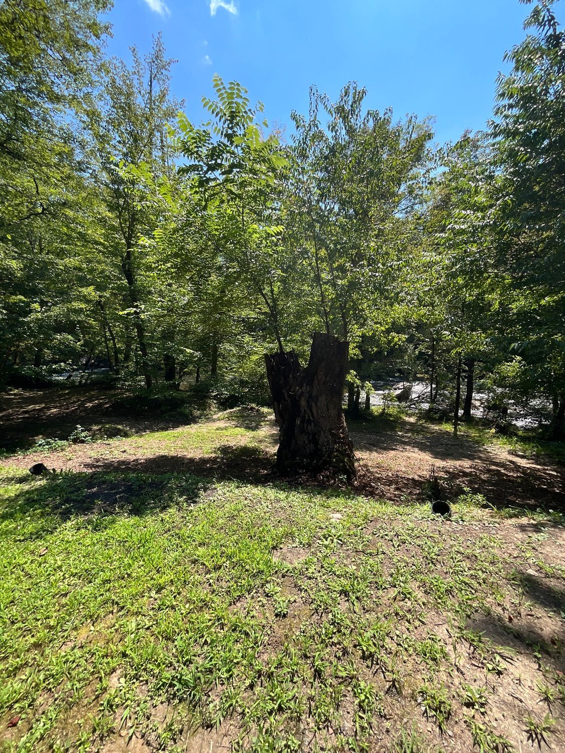 A sunny, grassy clearing in a forest with a large tree stump in the center.