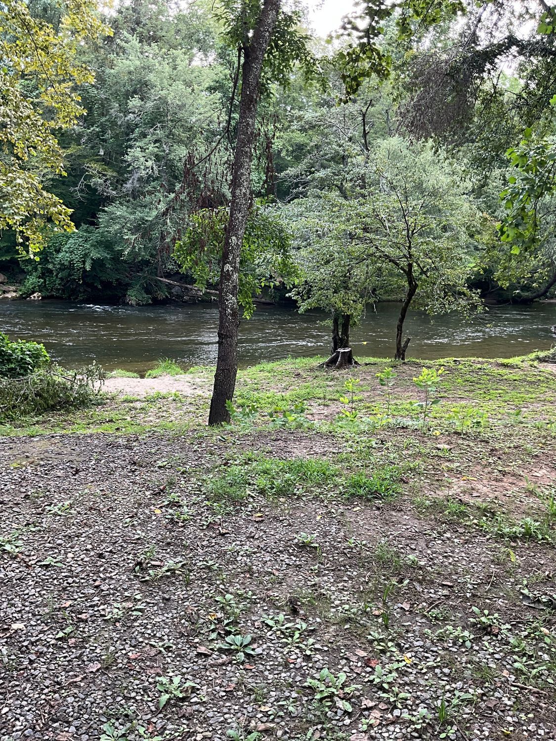 A river flows through a forested area with trees and green grass.