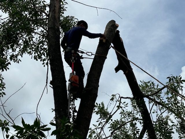 A man is climbing a tree with a chainsaw