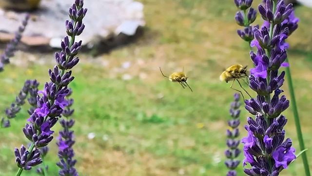 Nature and relaxation await you at Glamping Pian delle Ginestre