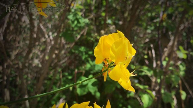 Nature and relaxation await you at Glamping Pian delle Ginestre