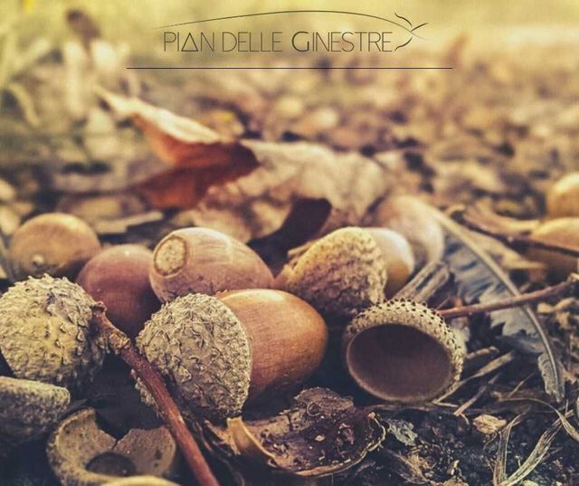 Acorns - Curiosities about their properties and how we use them at Glamping Pian delle Ginestre