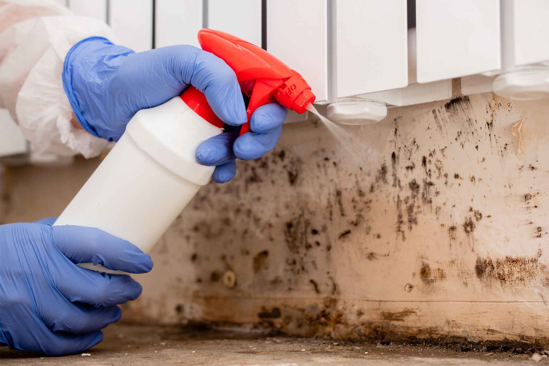 Gloved hands spraying mold remover on a moldy wall corner under cabinets.