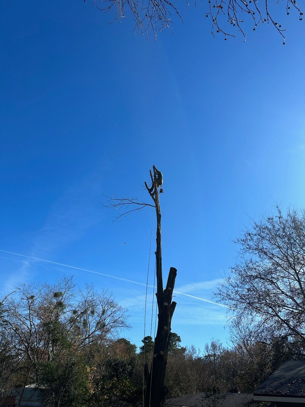 A person is climbing a tree with a blue sky in the background.