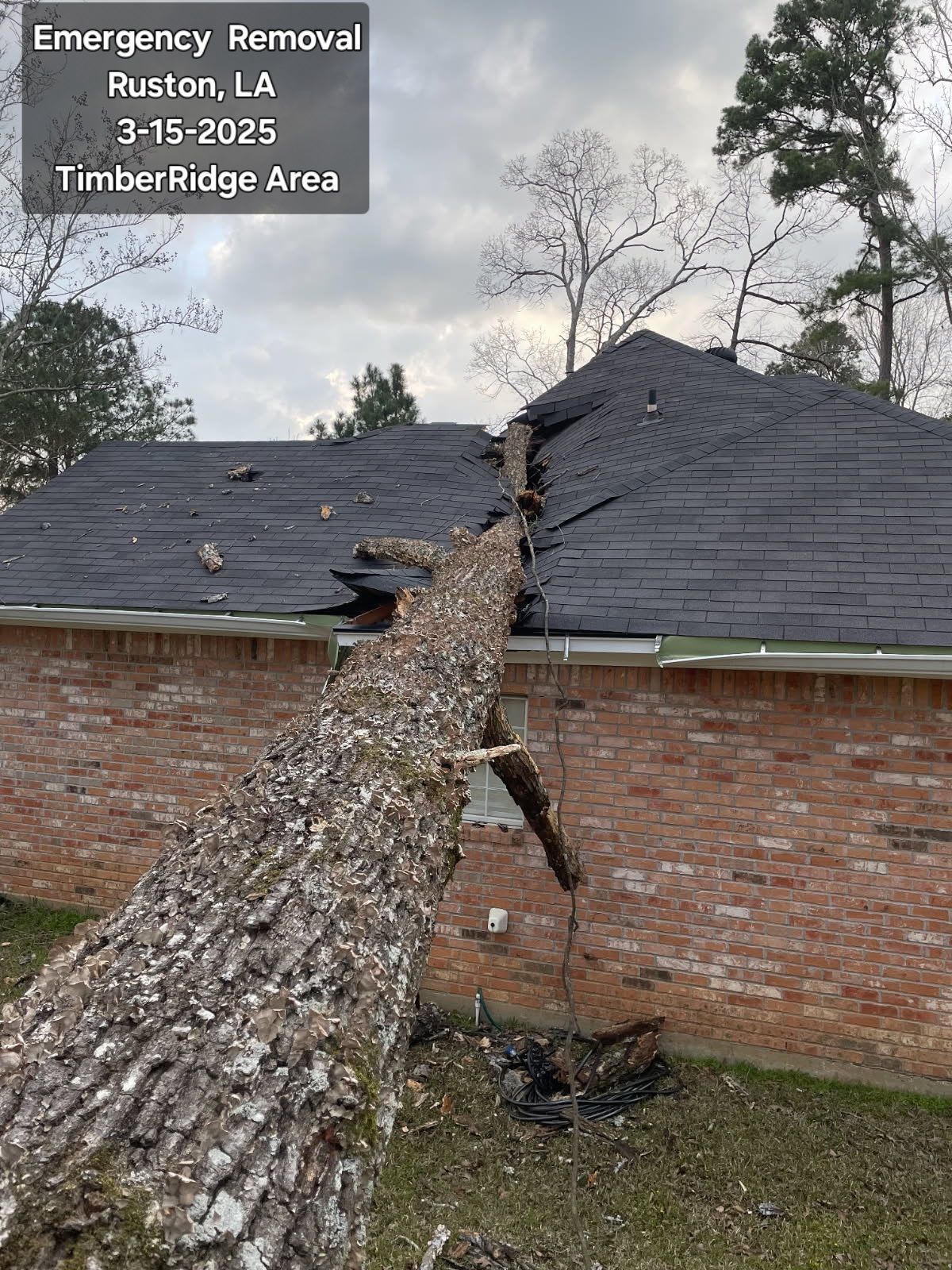 A tree has fallen on the roof of a house.