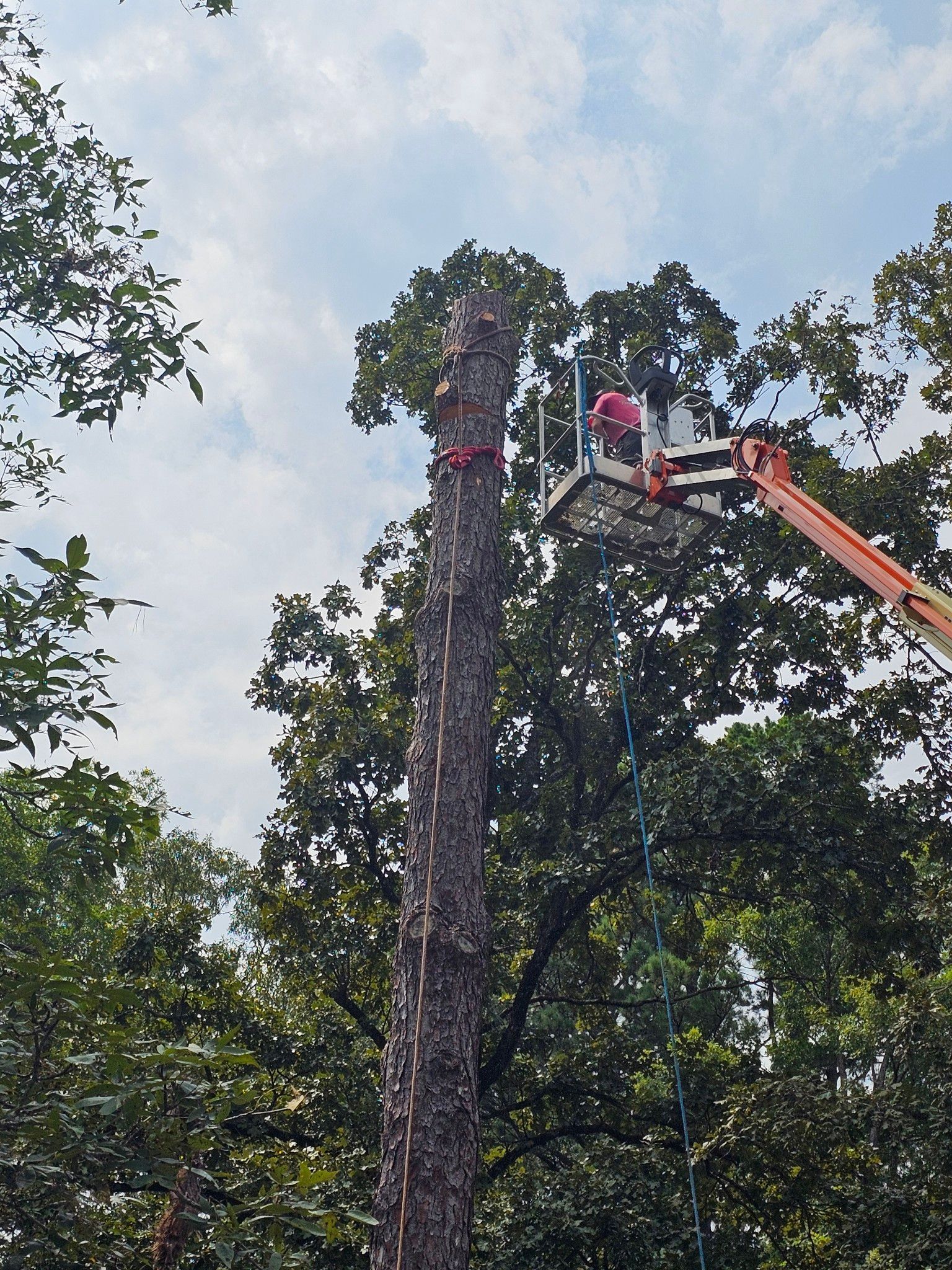A man is cutting down a tree with a crane.