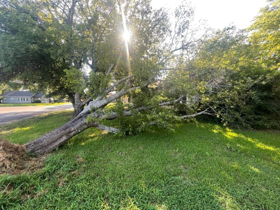 A tree that has fallen in the grass in a yard.