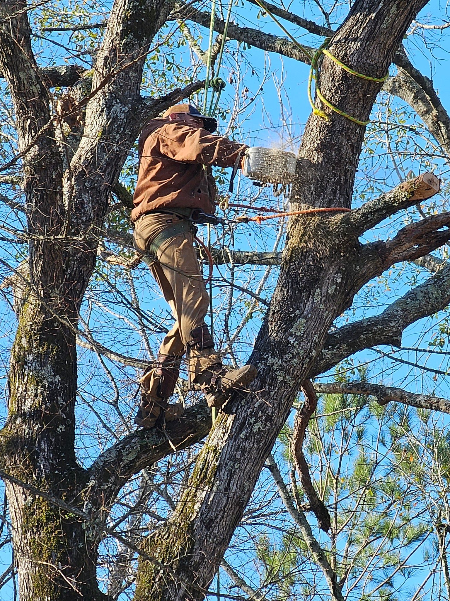 A man is climbing a tree with a chainsaw.