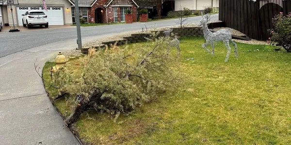 A christmas tree is laying on the side of the road in front of a house.