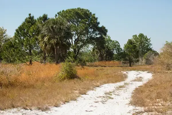 White sandy path through a field of dry grasses, leading towards a cluster of trees under a blue sky.