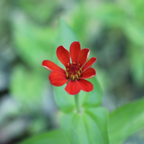 Beautiful flower in the garden — Harrisburg, PA — Green River Landscaping