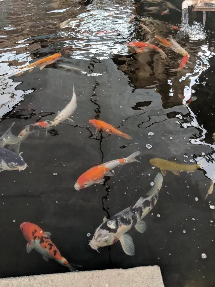 Fish In The Pond — Long Beach, CA — Backyard Dreams LA