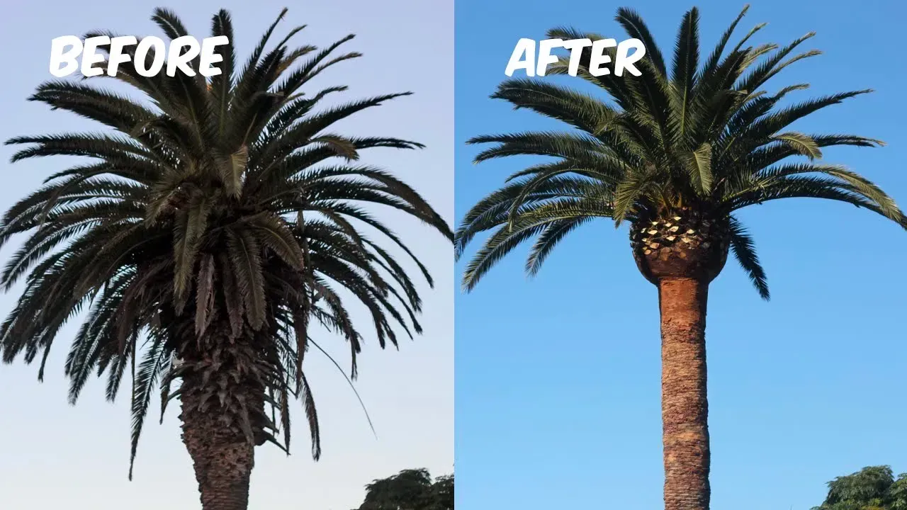 Tree Trimming Before and After