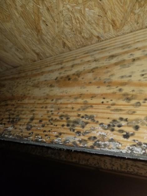 Professionals providing mold remediation services in Winchester, OH