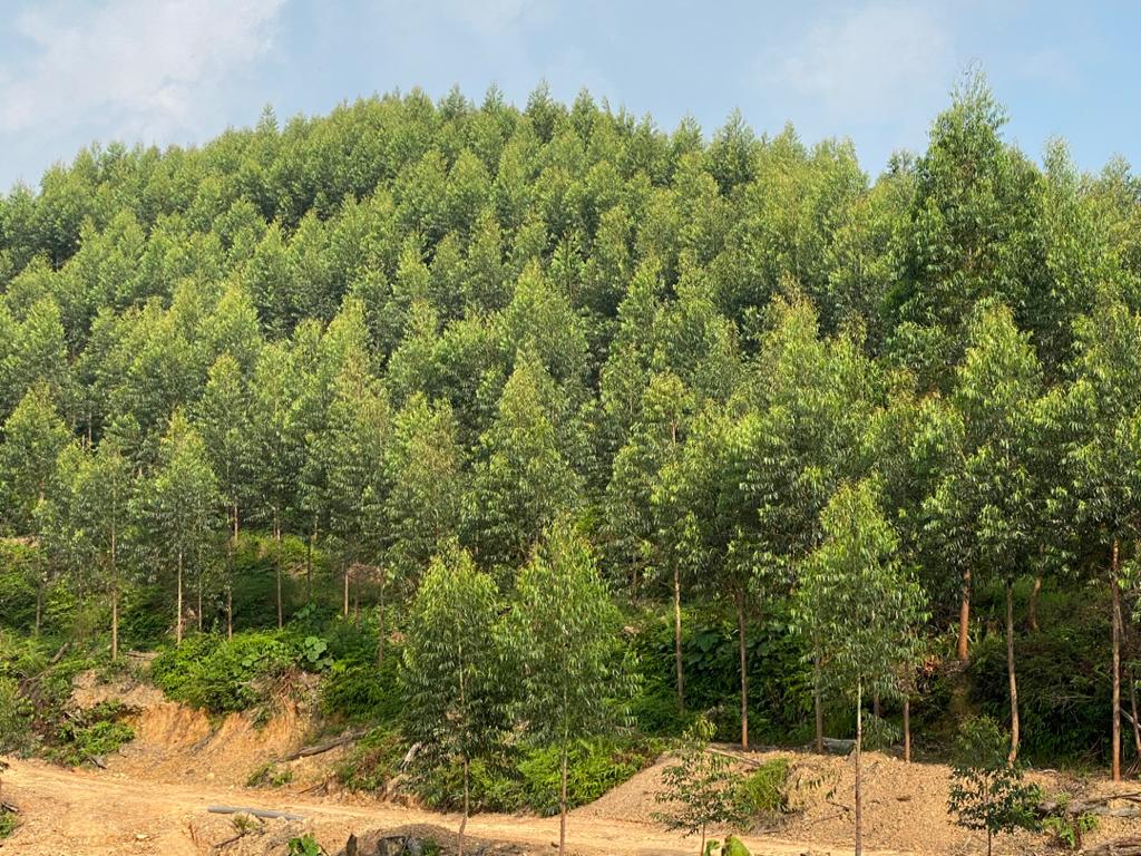 JDL International | Rubber Wood Supplier Malaysia