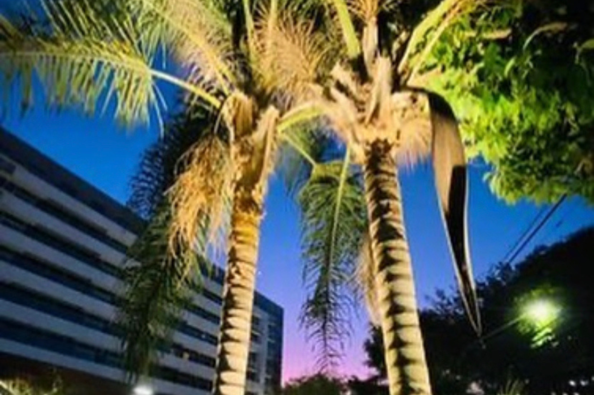 Três palmeiras iluminadas à noite em frente a um prédio