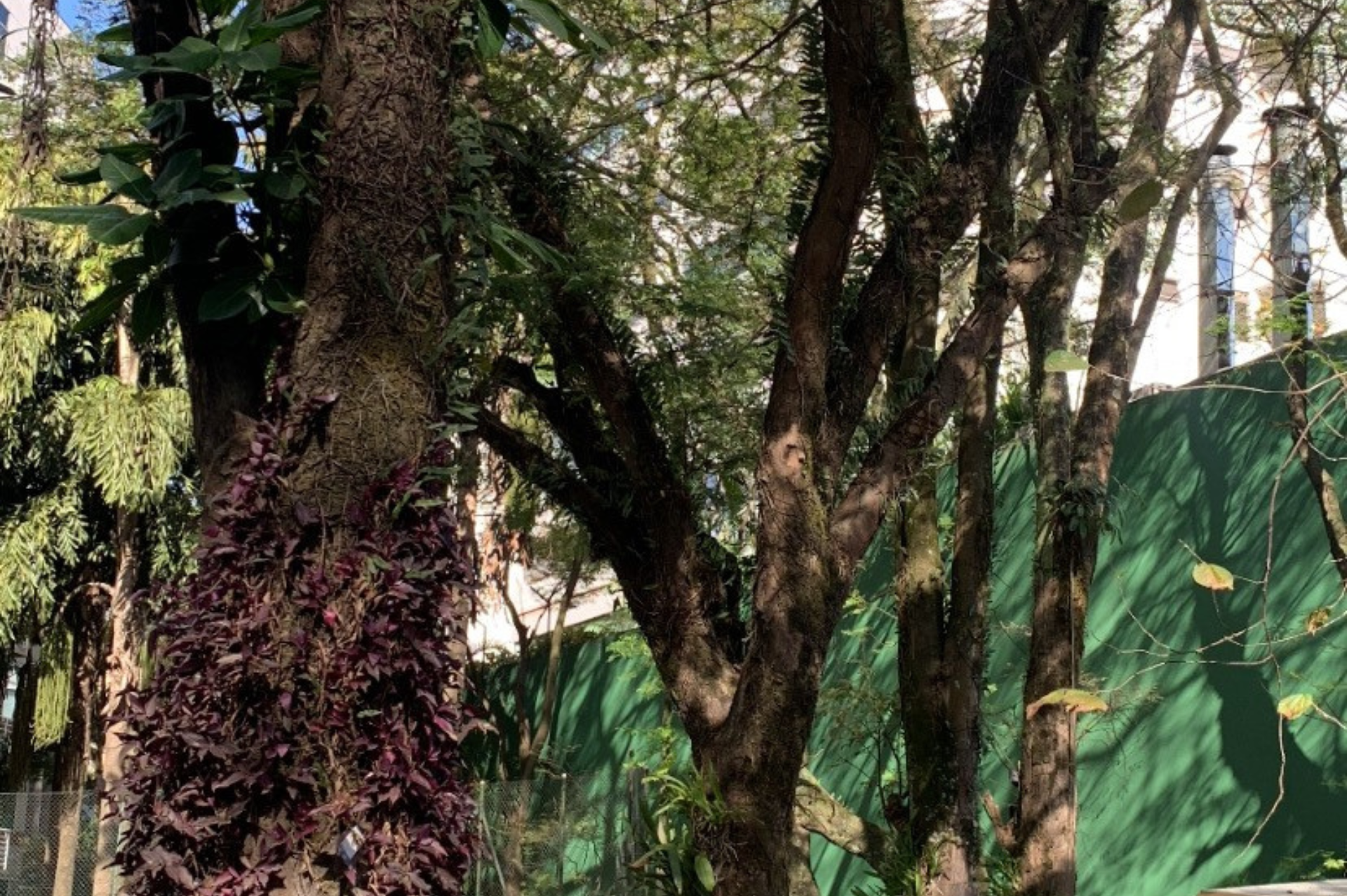 Uma árvore em um parque com uma cerca verde ao fundo.