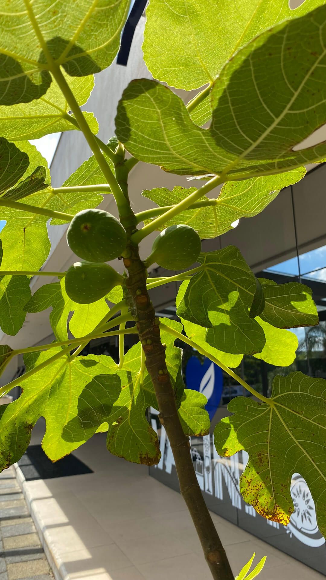 Blue Tree Towers Valinhos
