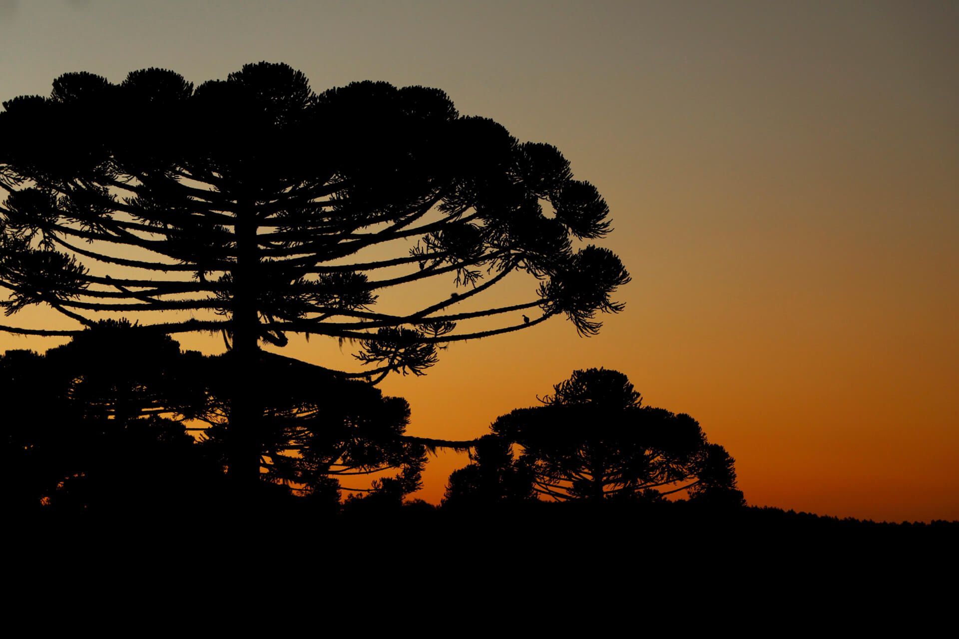 Blue Tree Towers Caxias do Sul