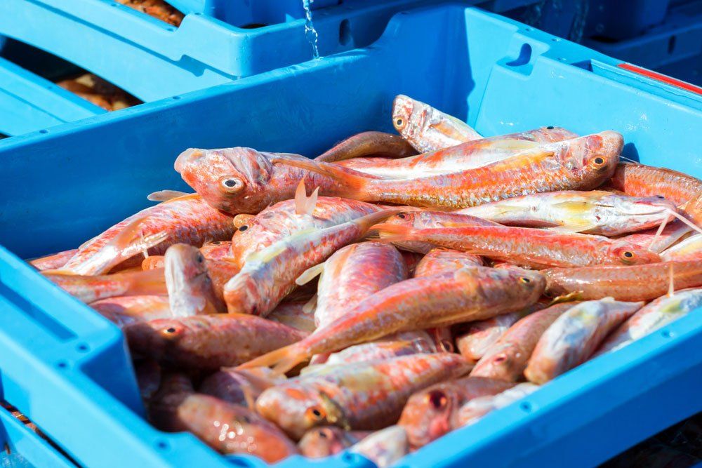 Fresh Fish Species In Blue Container