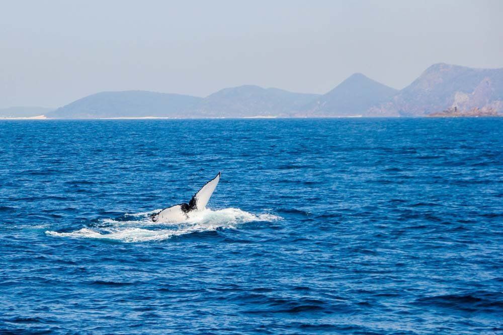 Humpback Whale — Deep Sea Fishing Co Sunshine Coast In Noosaville Queensland