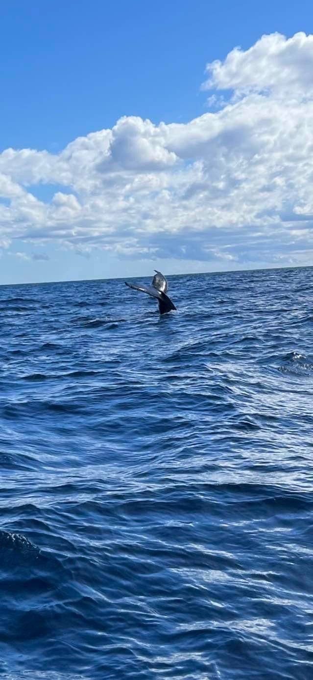 A whale is swimming in the ocean on a sunny day.