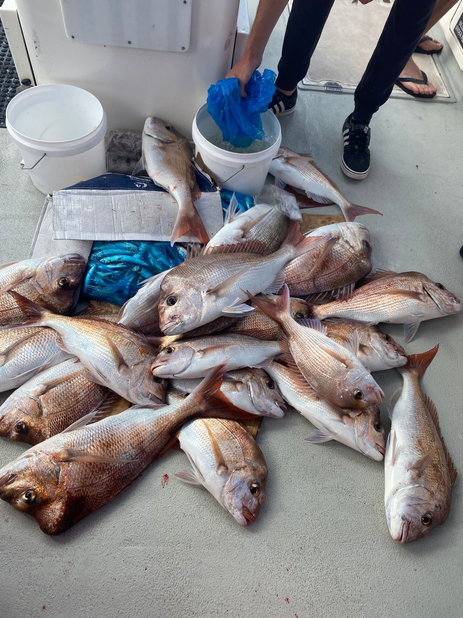 A bunch of fish are laying on the ground on a boat.