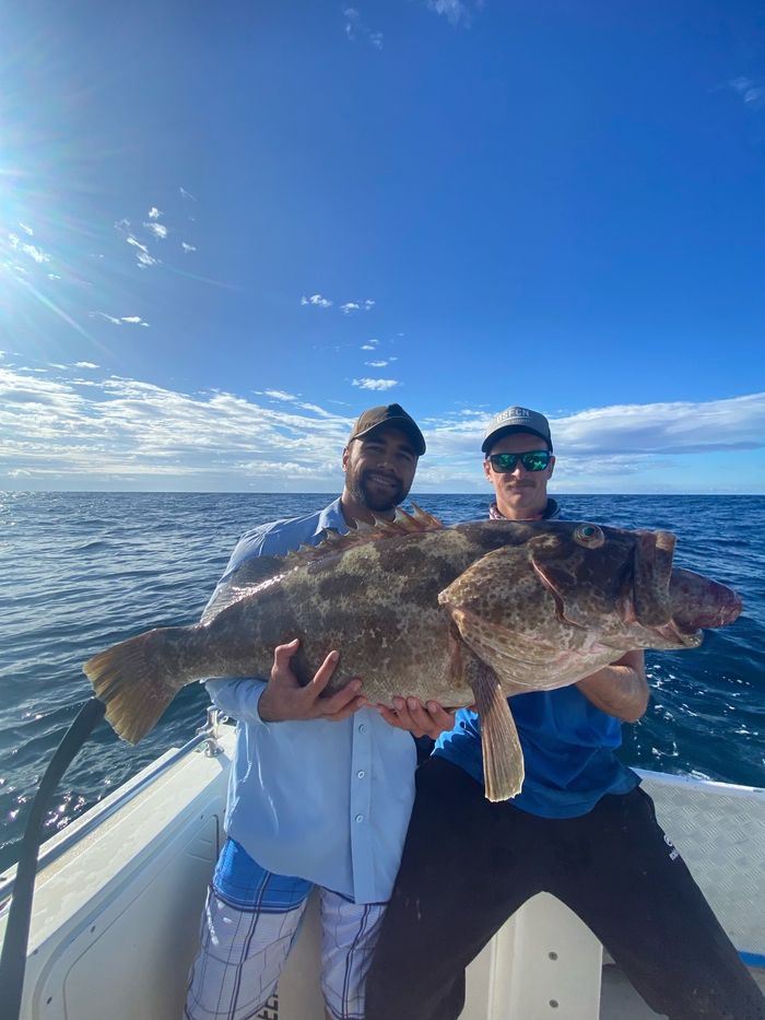 Two fisherman holding a large Cod they caught — Deep Sea Fishing Co Sunshine Coast In Noosaville Queensland