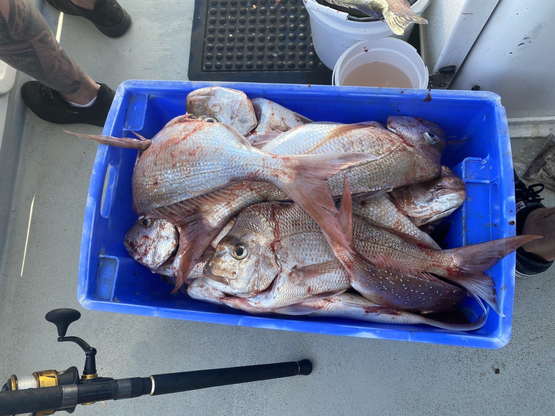 Snapper Fish in a Bin — Deep Sea Fishing Co Sunshine Coast In Noosaville Queensland